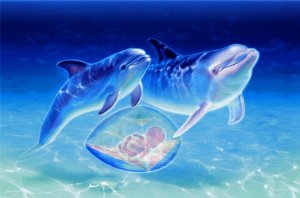 Dolphin